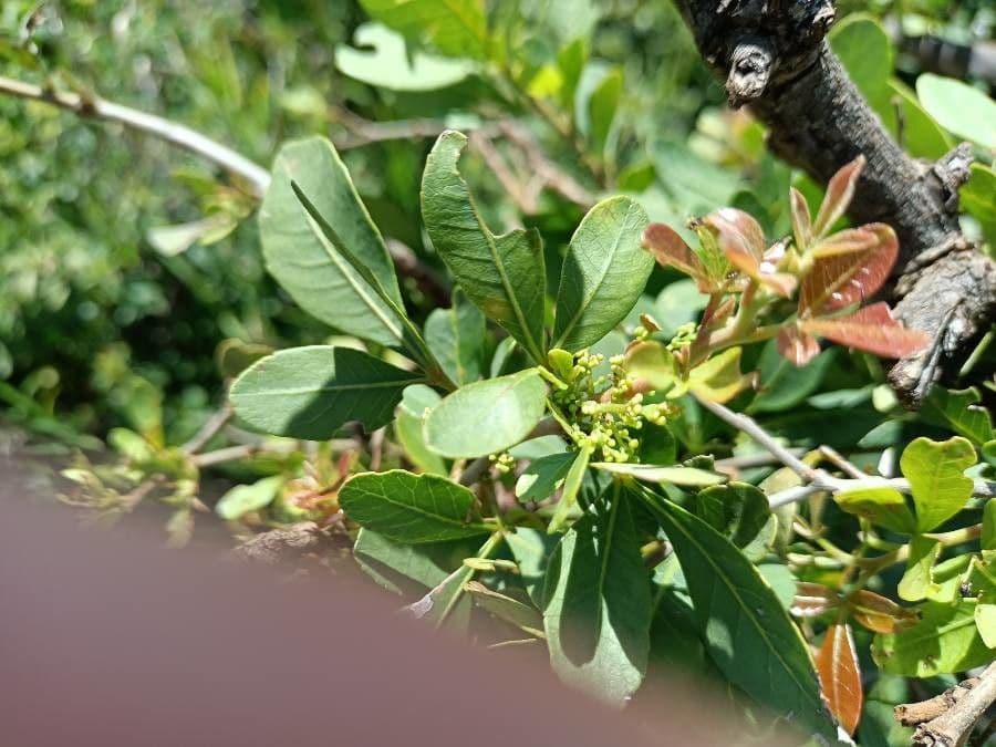 Searsia natalensis 18