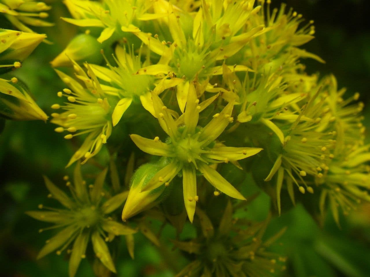 Aeonium 5