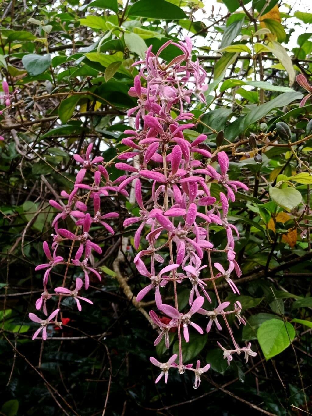Congea tomentosa 3