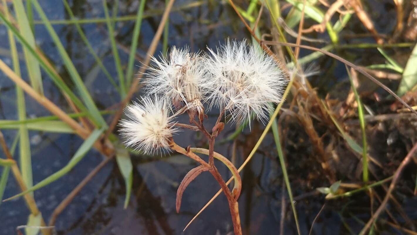Aster solny 5