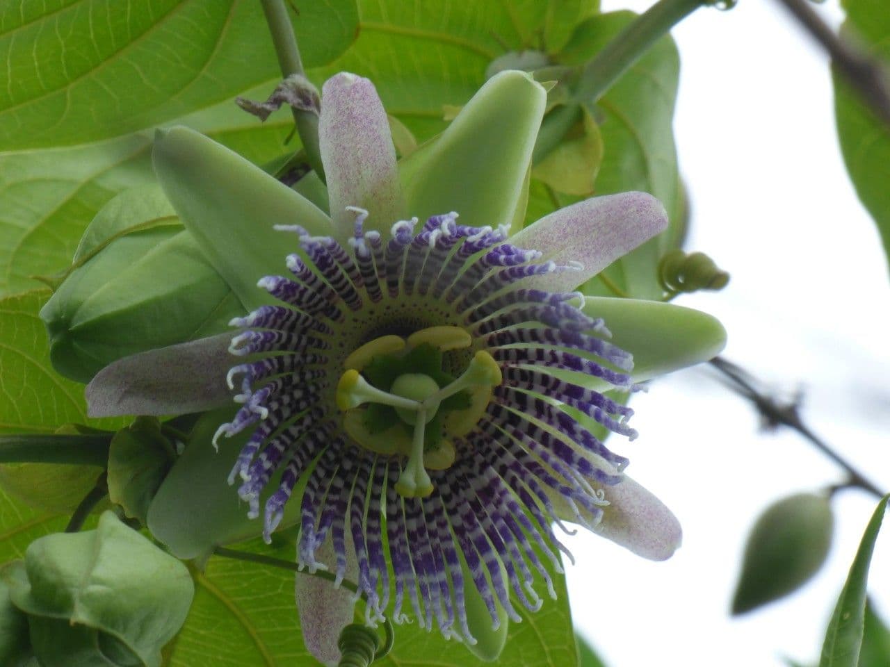 Granadilla dolce 9
