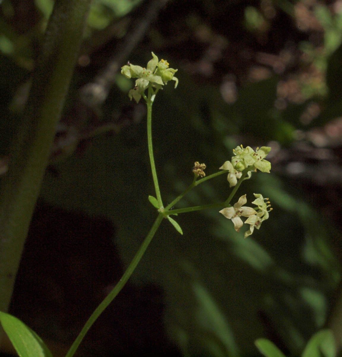 Galium 3