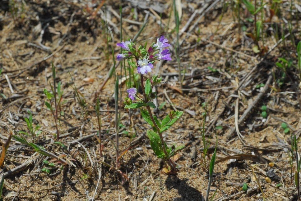 Collinsia viola 6