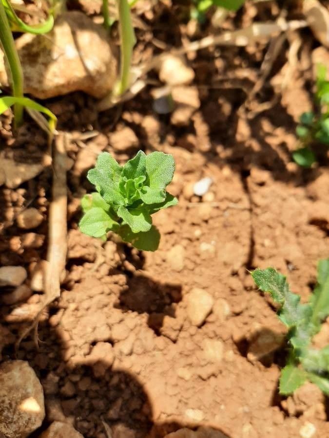 Legousia hybrida 14