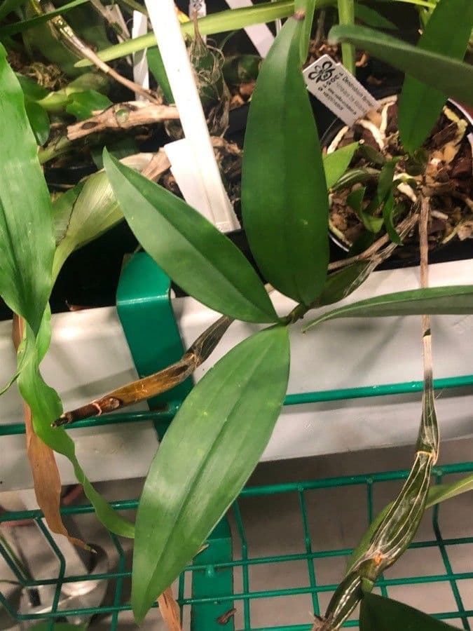 Dendrobium 2