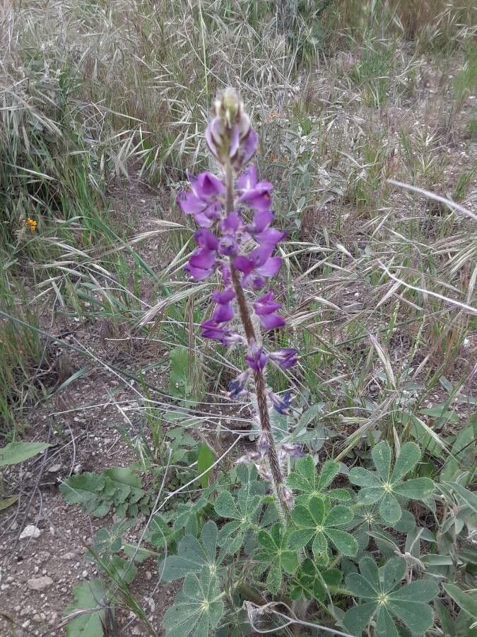 Borstiger Lupine 7