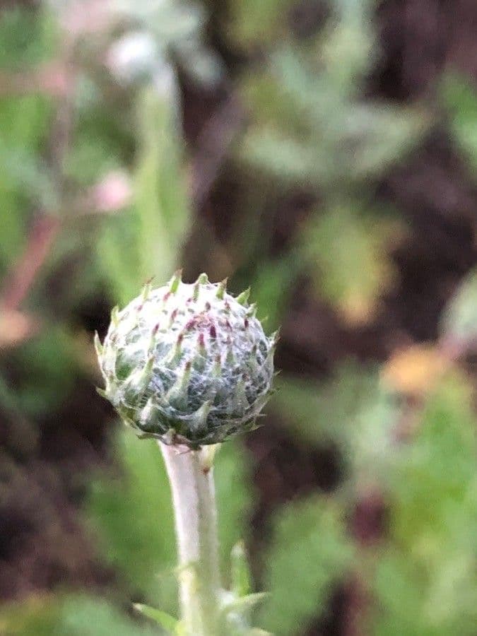 Weißgefleckte Distel 12