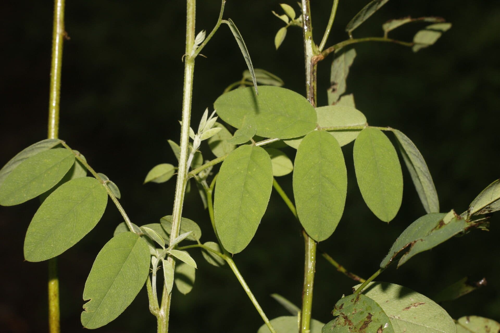 Indigofera 5