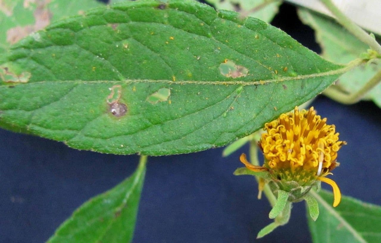 Zexmenia 10