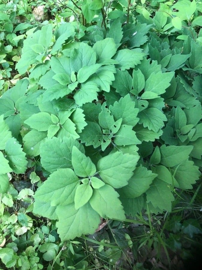 Pachysandra procumbens 13
