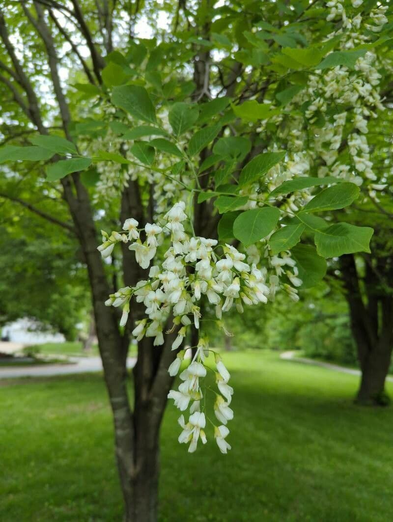 Cladrastis kentukea 7