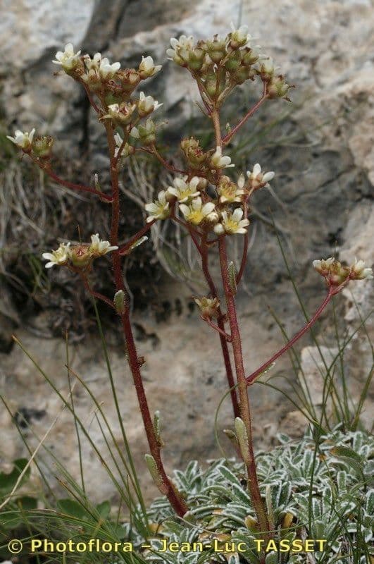 Saxifrage incrustée 17