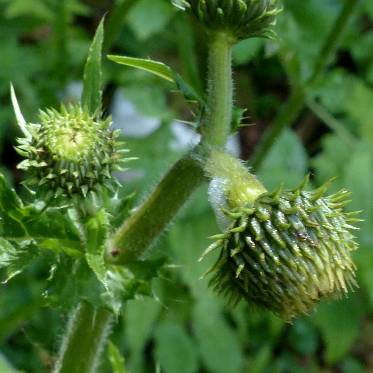 Cardo giallastro