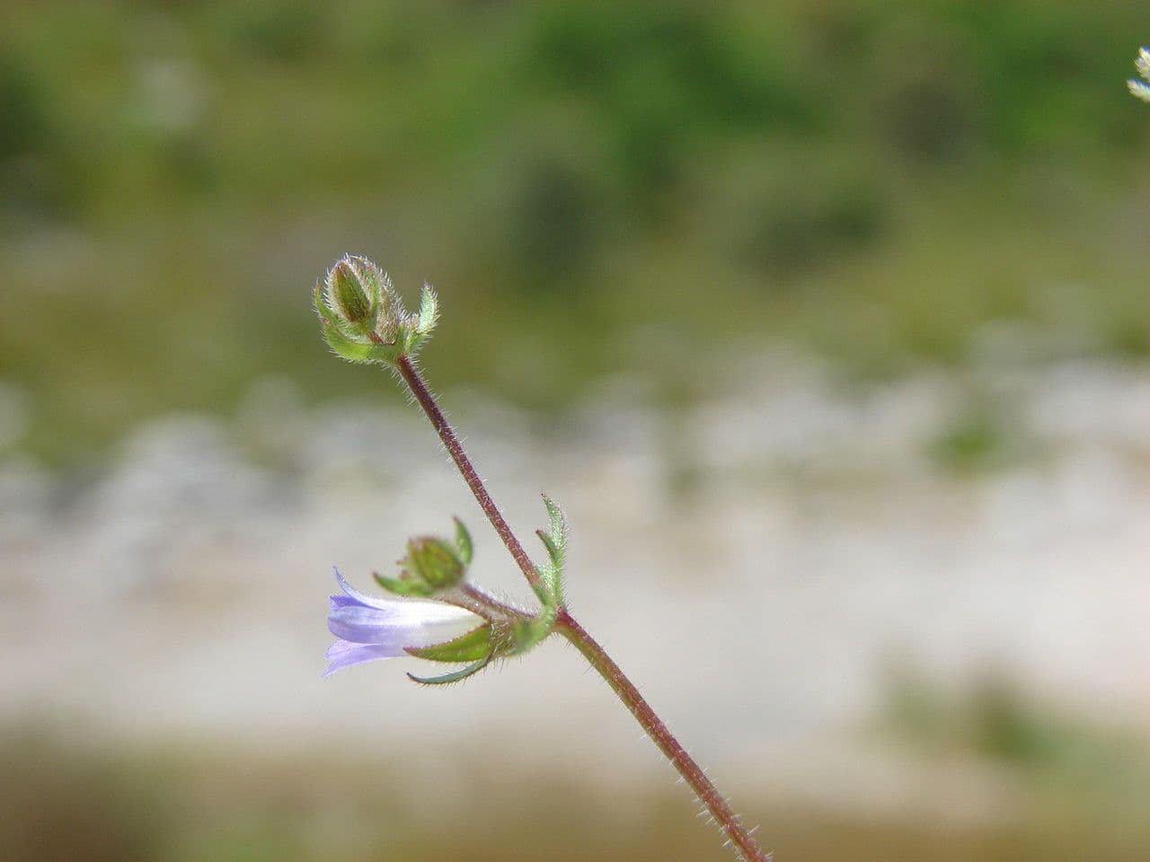 Campanula erinus 28