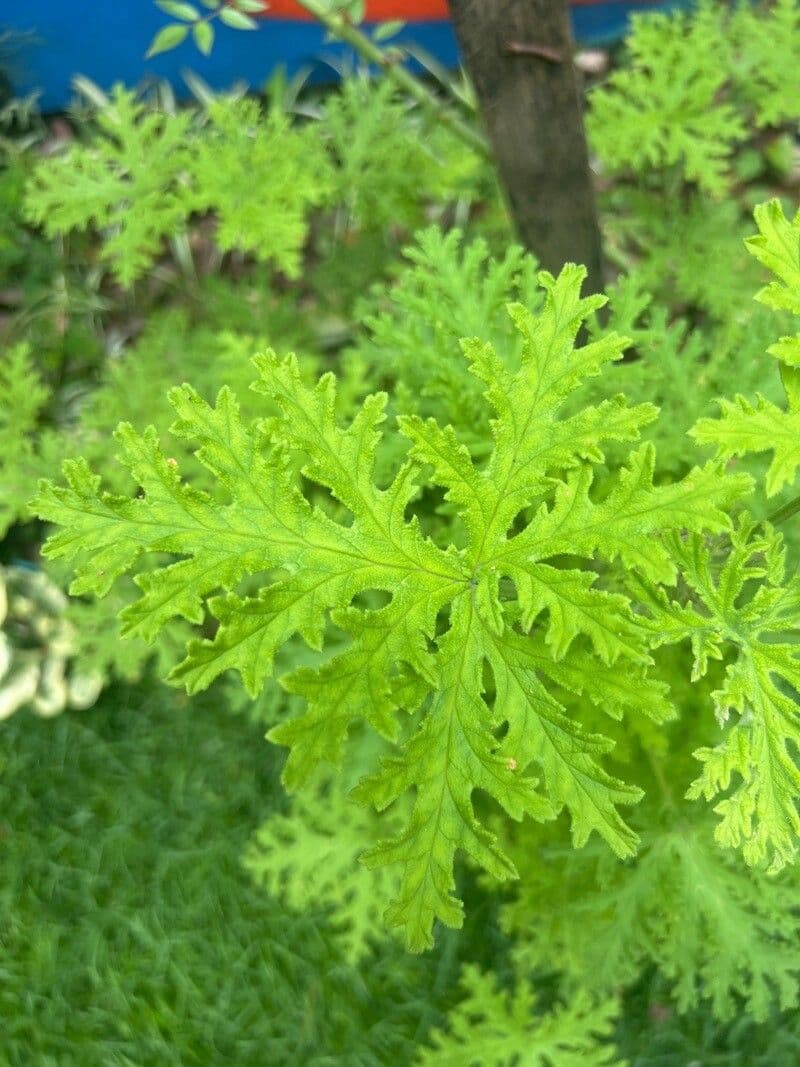 Citronella 7