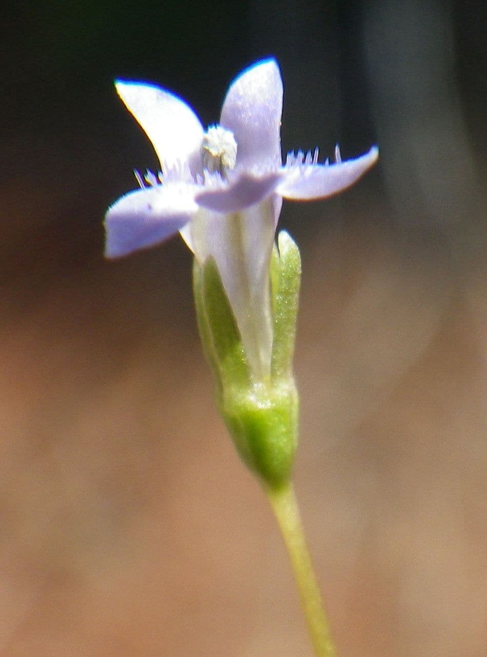 Solenopsis 4