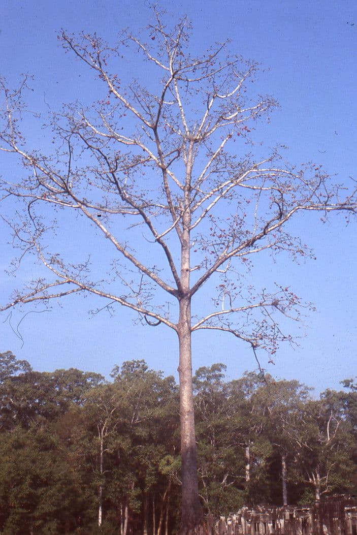 Albero del cotone 15