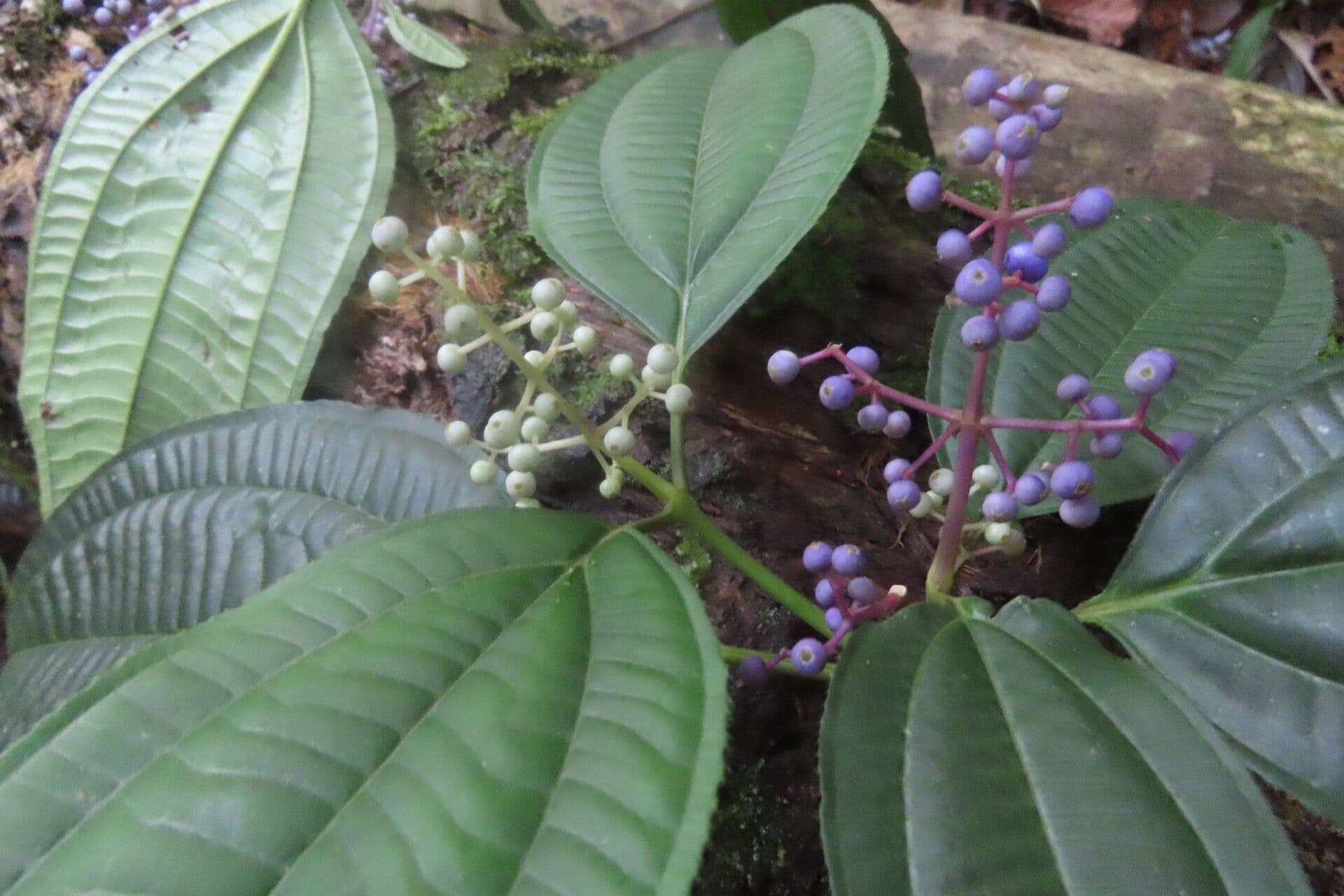 Miconia