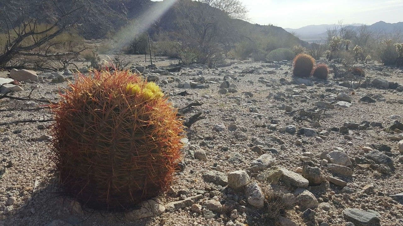 Cactus barile di Leconte 13