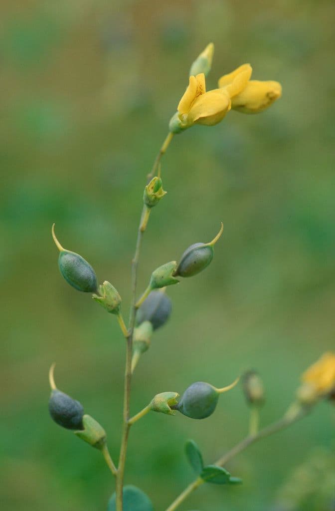 Baptisia tinctoria 12