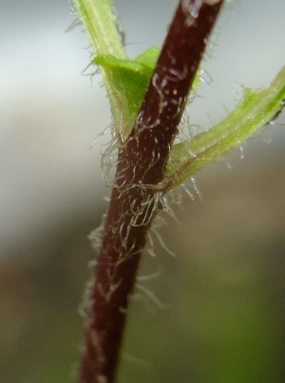 Stevia 21