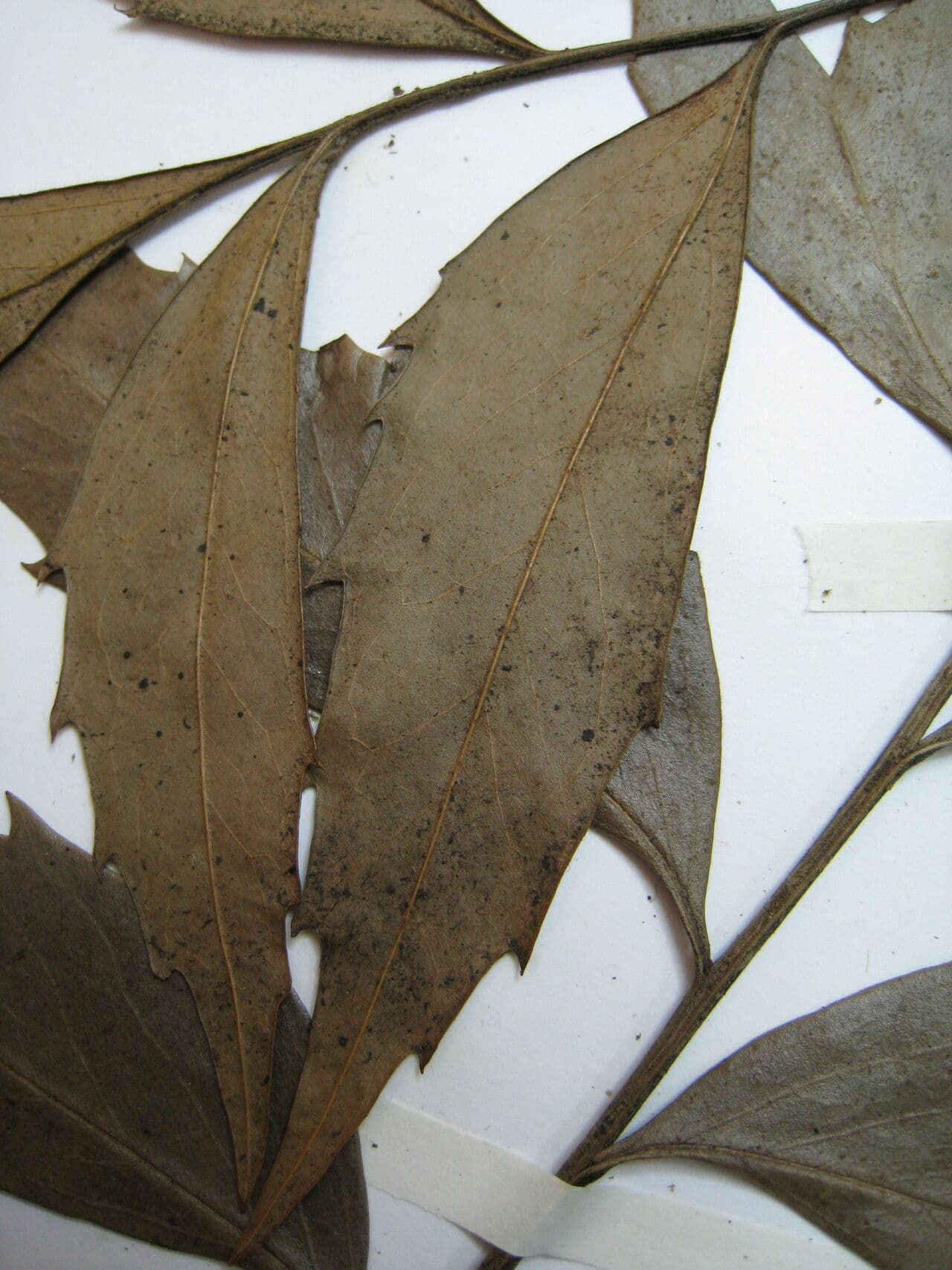 Roupala 13