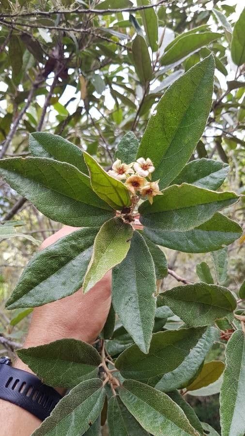 Dombeya 10
