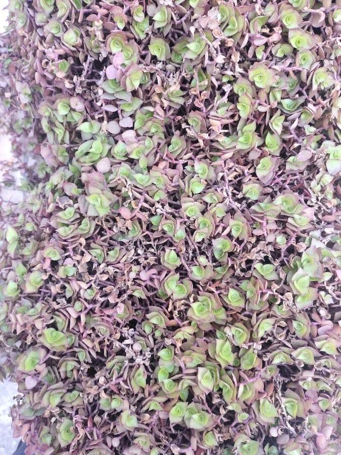 Callisia repens 14