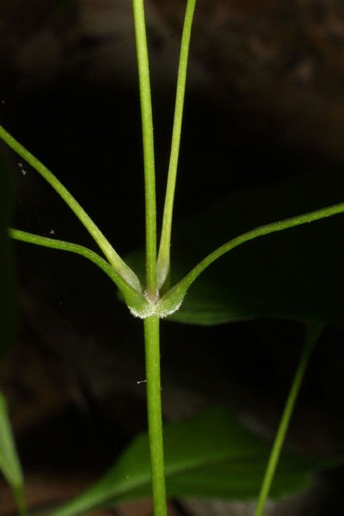 Dioscorea villosa 24