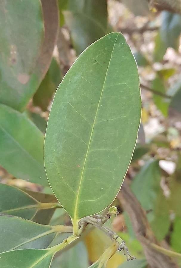 Ocotea 2