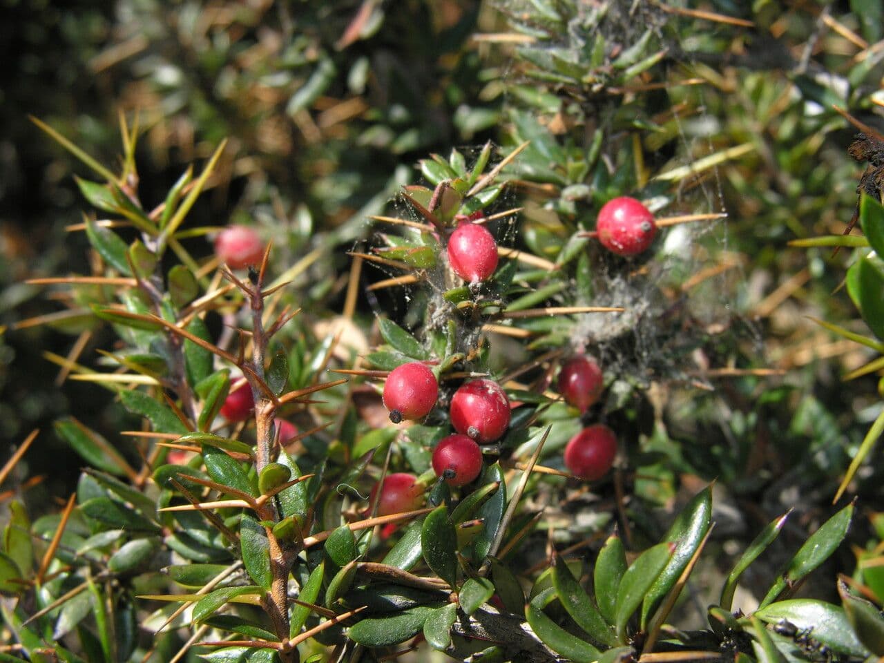 Berberitze 9