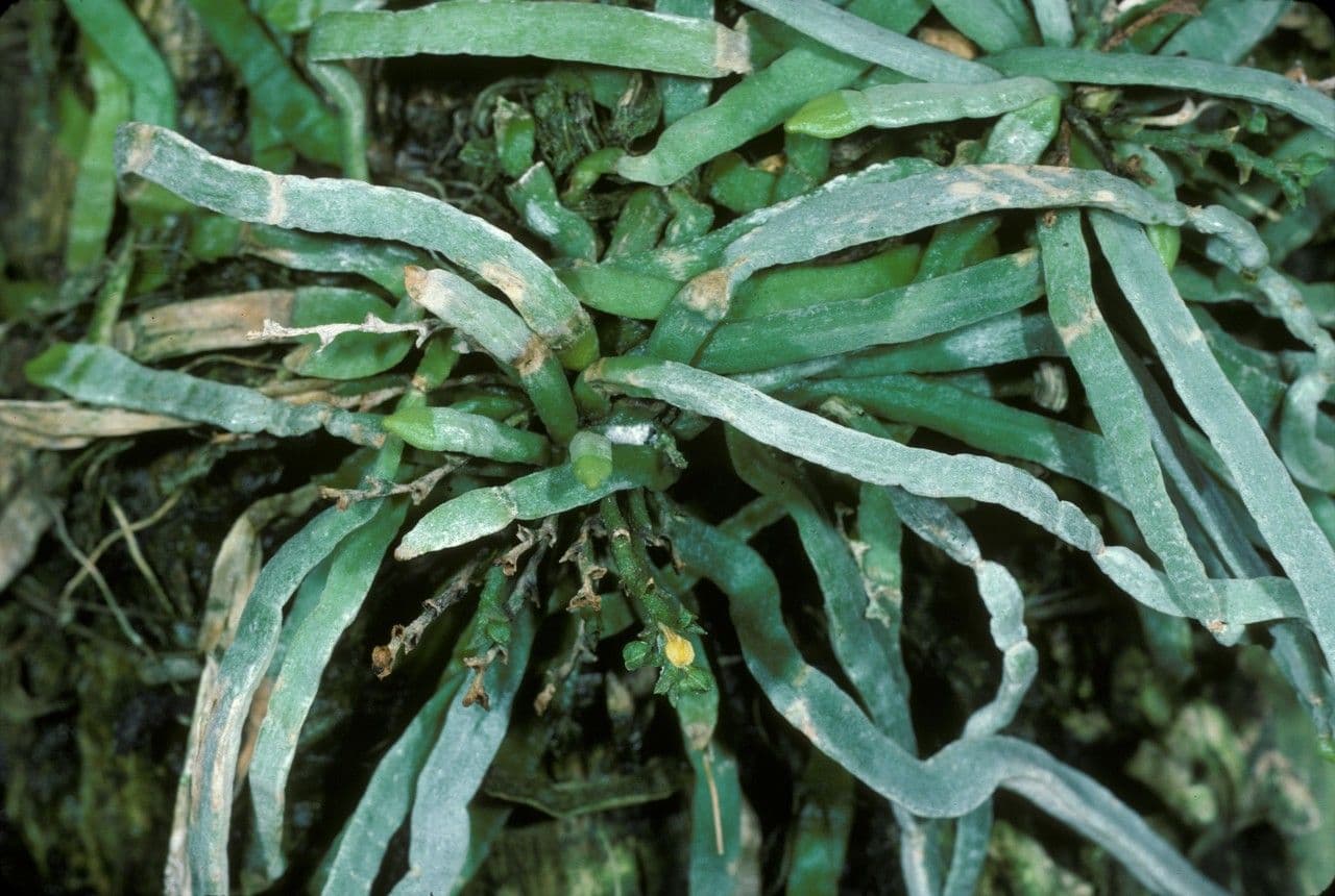 Taeniophyllum 2
