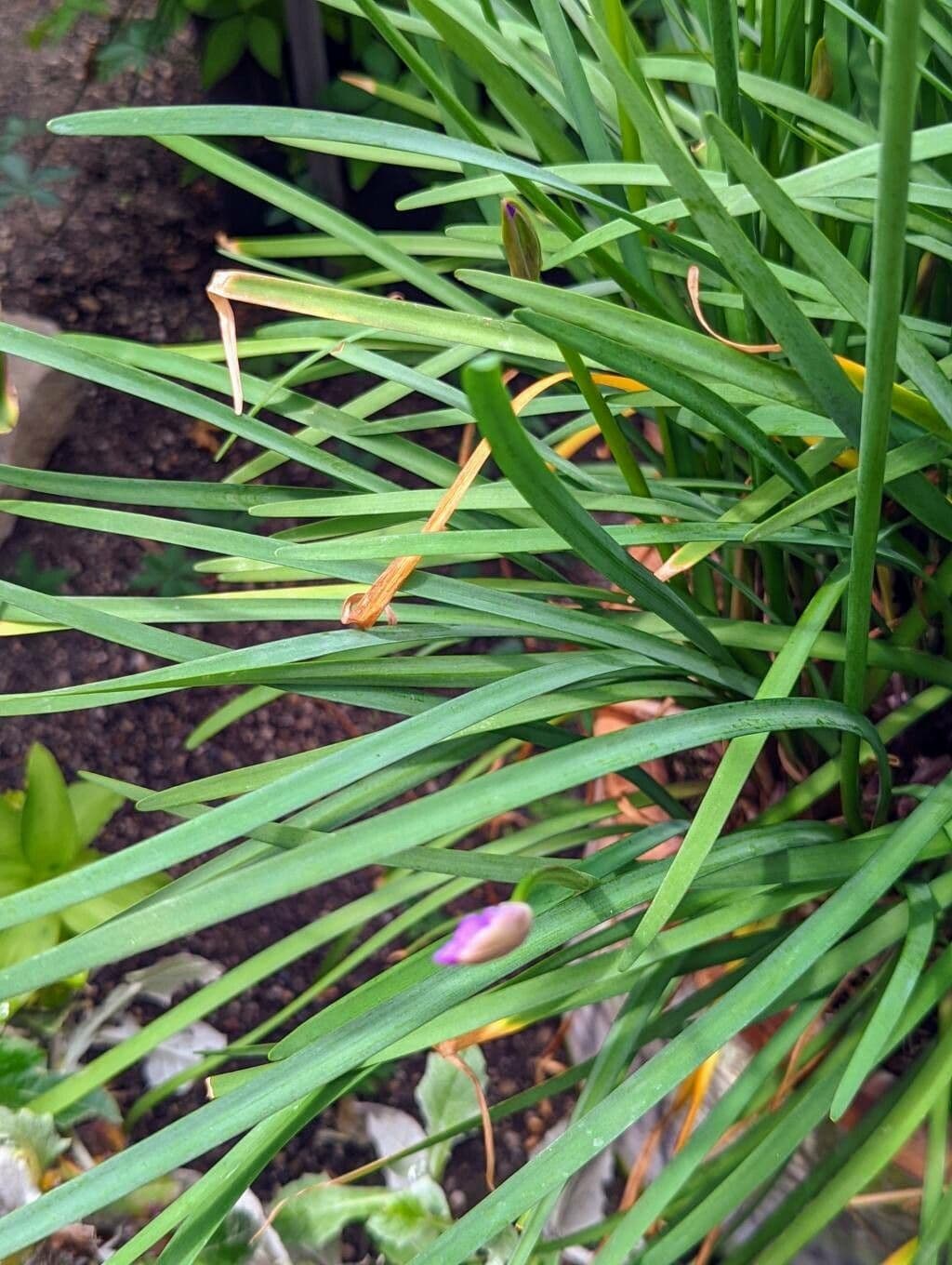 Tulbaghia 19