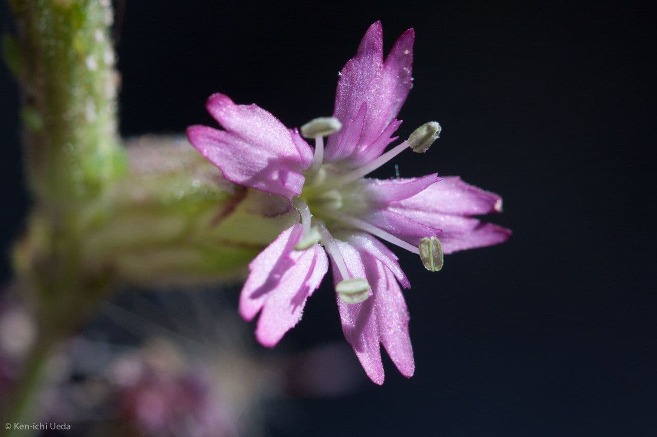 Silene verecunda 2