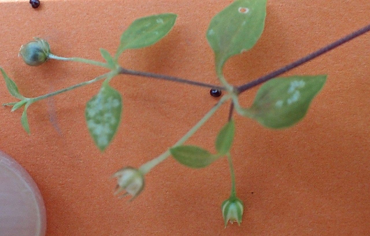 Moehringia 12