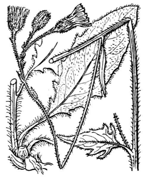 Lachenals Habichtskraut 26