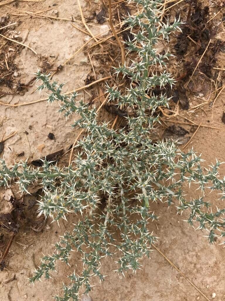 Cornulaca 10