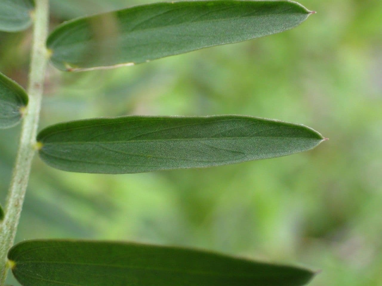 Schmalblättrige Wicke 17