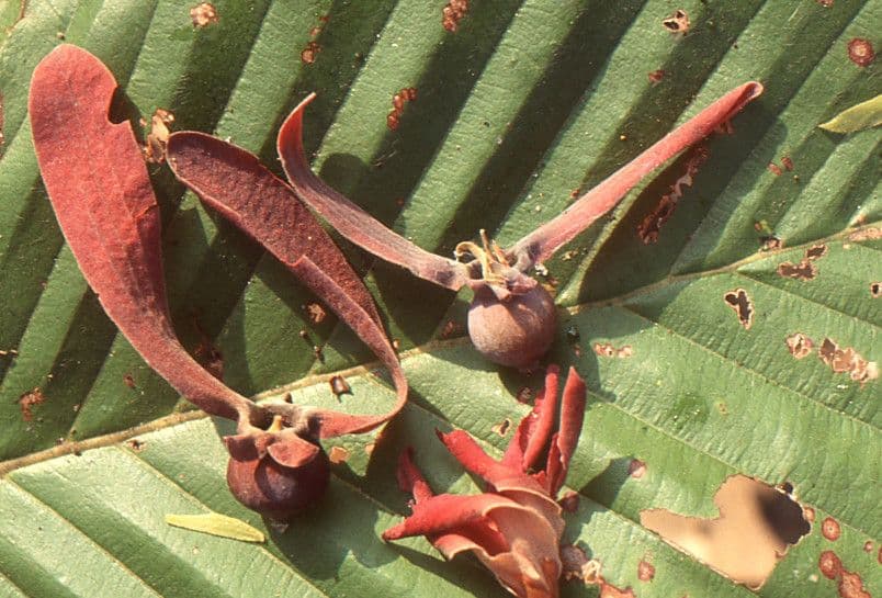 Dipterocarpus 2