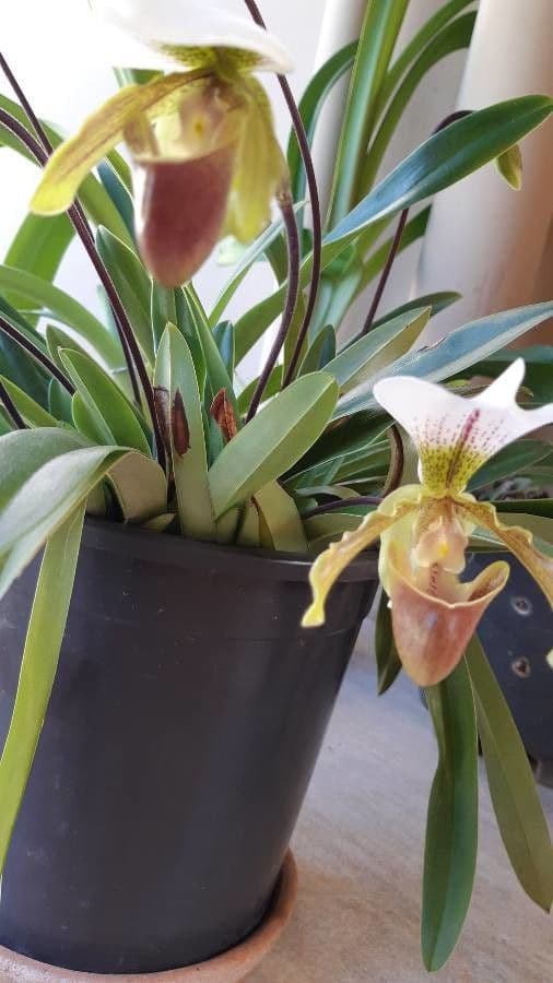 Paphiopedilum splendido 7