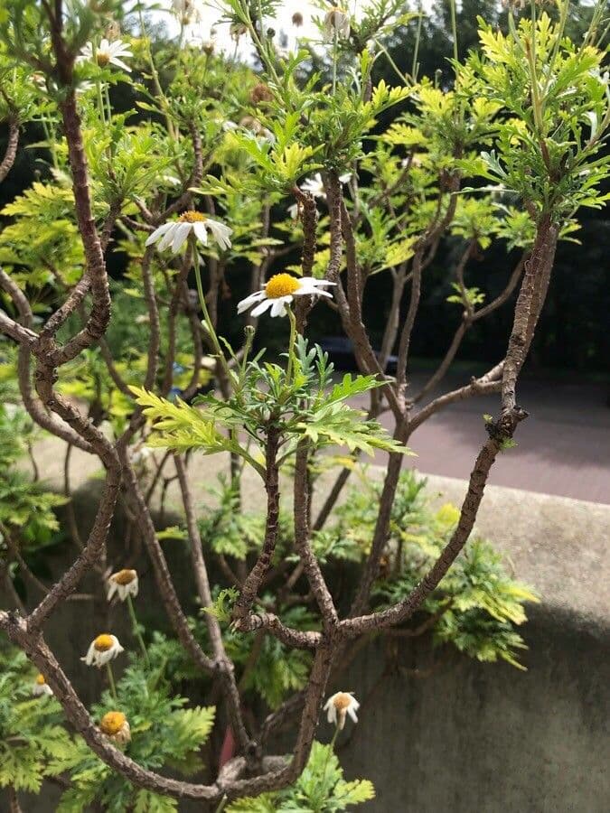 Argyranthemum 5
