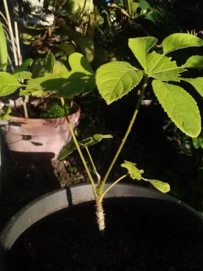 Brassaiopsis 2