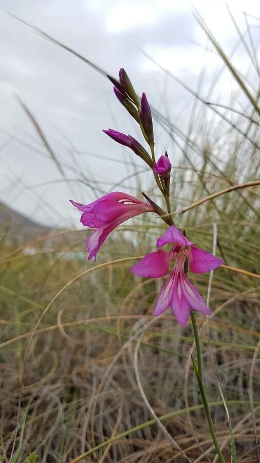 Illyrische Gladiole 5