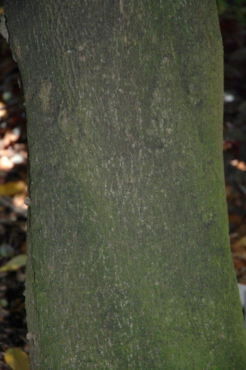 Ochrosia eliptická 21
