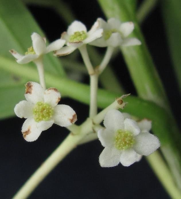 Nectandra 5