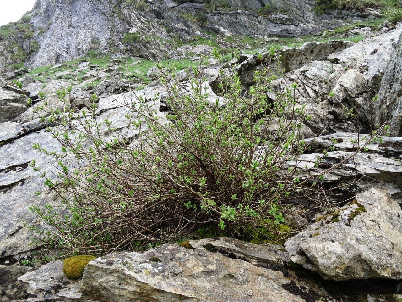 Caprifoglio pirenaico 12