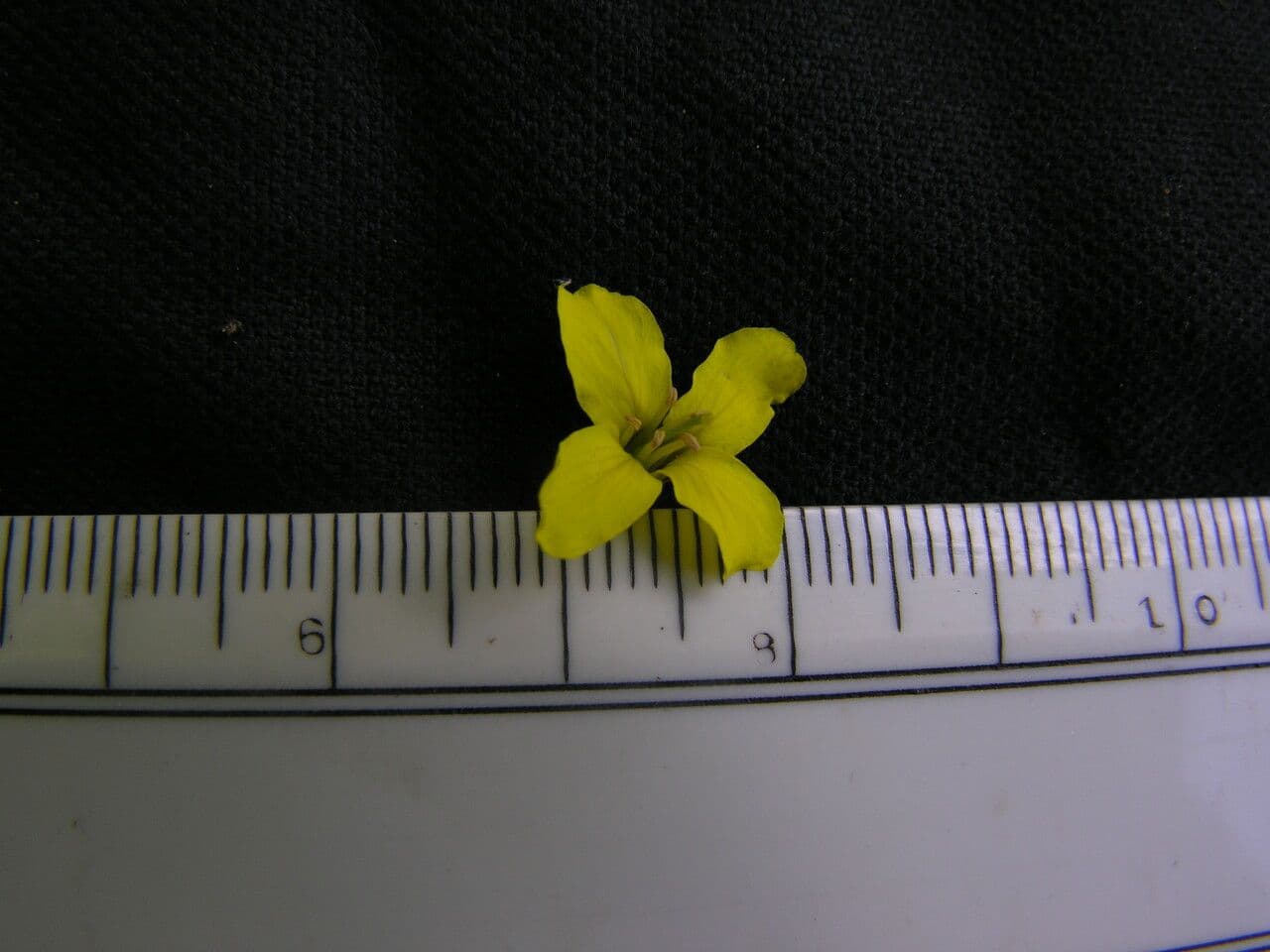Draba 2