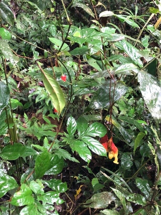 Drymonia coccinea 5