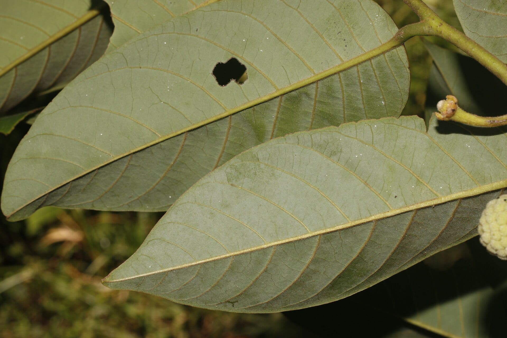 Annona 10