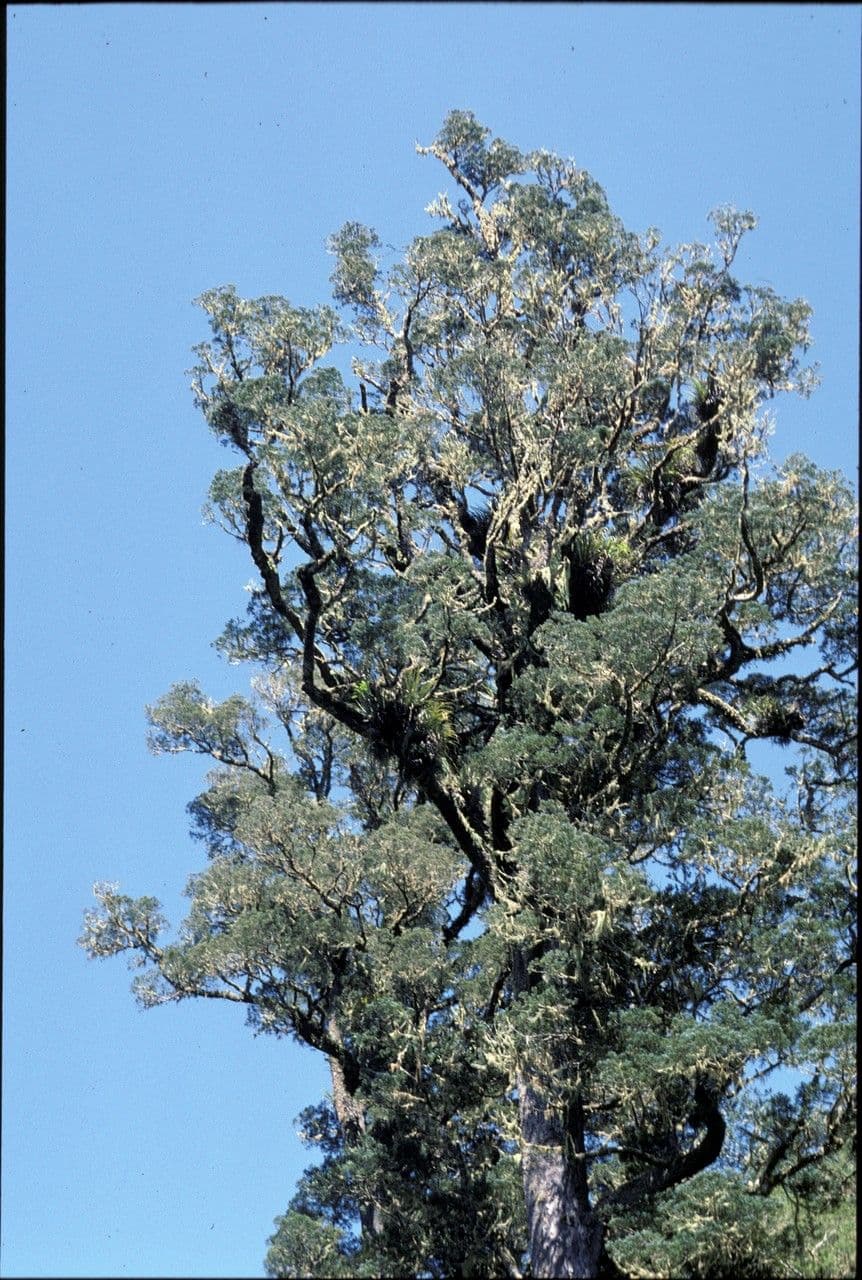 Dacrycarpus dacrydioides
